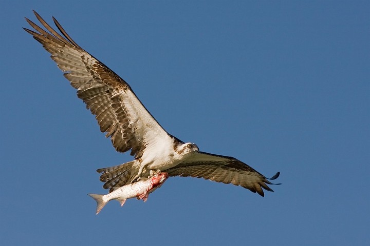 Fischadler Pandion haliaetus Osprey